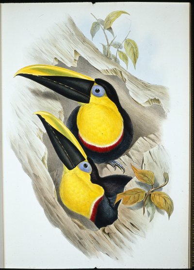 Tukan (Ramphastos Ambiguus) (handkolorerad litografi) av John (after) Gould