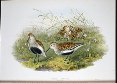 Dunlin (Pelidna Cinclus) (handfärgad litho) av John (after) Gould