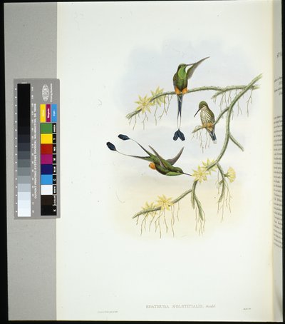 Ecuador Racket-tail (spathura solstitialis) (handfärgad litho) av John (after) Gould