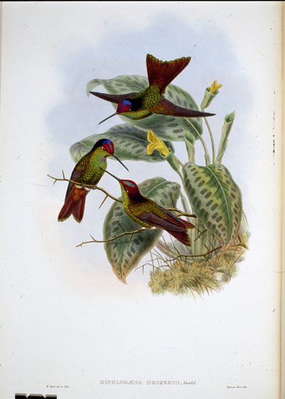 Ecuadorian Rainbow (Diphagane Hesperus) (handfärgad litho) av John (after) Gould