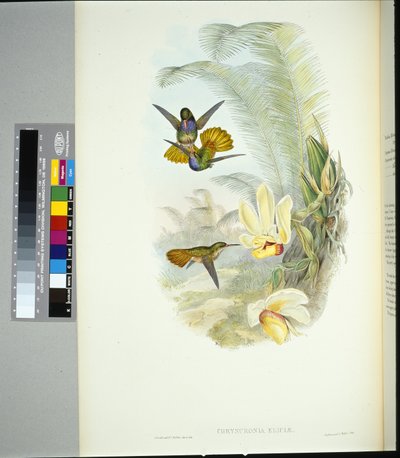Elicias gyllene svans (chrysuronia eliciae) (handfärgad litho) av John (after) Gould