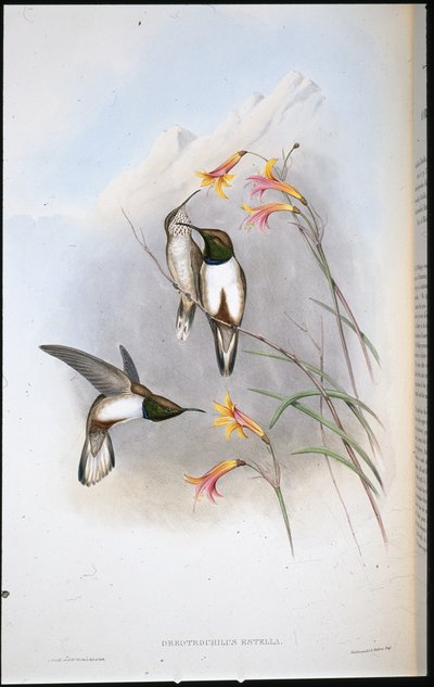 Estellas kullstjärna kolibri (Oreotrochilus Estella) (handfärgad litho) av John (after) Gould