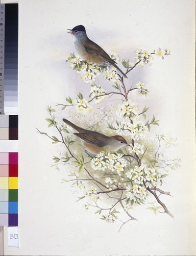 Eurasian Blackcap (Sylvia atricapilla) (handfärgad litho) av John (after) Gould