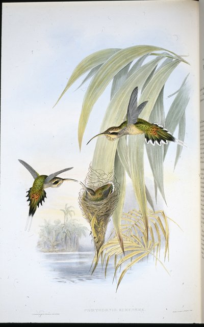 Eurynome Eremit (Phaethornis Eurynome) (handfärgad litho) av John (after) Gould