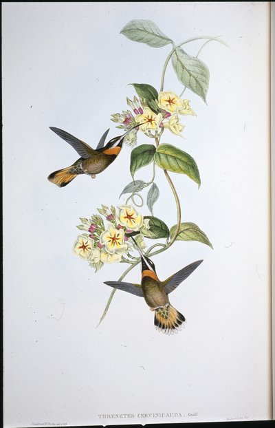 Fawn-tailed hullinghals-kolibri (Threnetes Cervinicauda) (handfärgad litho) av John (after) Gould