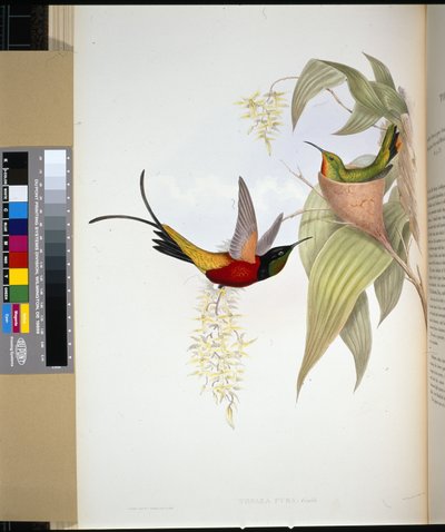 Fiery Topaz (topaza pyra) (handfärgad litho) av John (after) Gould