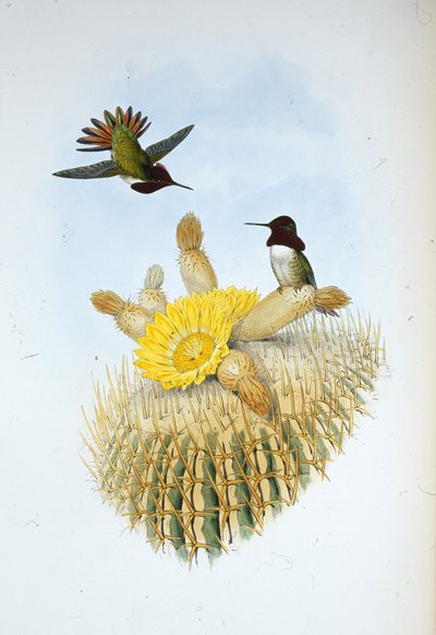 Floresis flammabärare (Selasphorus floresii) (handfärgad litho) av John (after) Gould