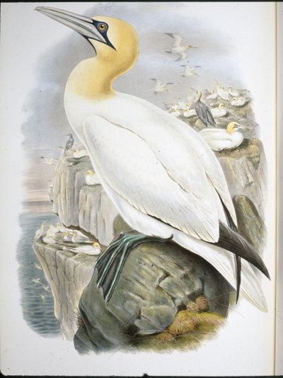 Ganet (Sula Bassana) (handfärgad litho) av John (after) Gould