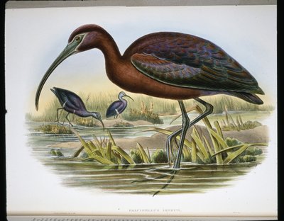 Blank stenbock (Falcinellus Igneus) (färgad gravyr) av John (after) Gould