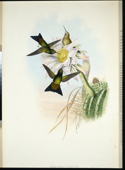 Glödande puffben (Eriocnemis Dress) (handfärgad litho) av John (after) Gould