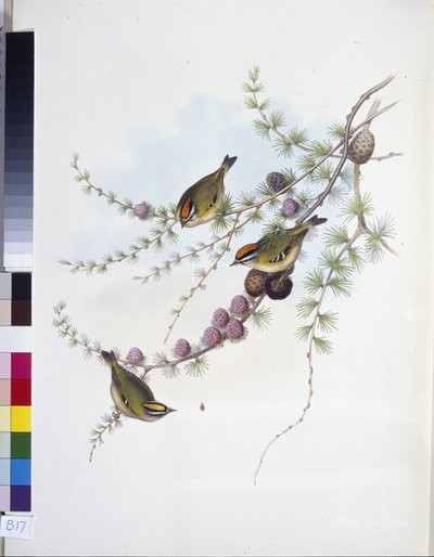 Goldcrest (Ragels Regles) (Hand-Curated Litho) av John (after) Gould