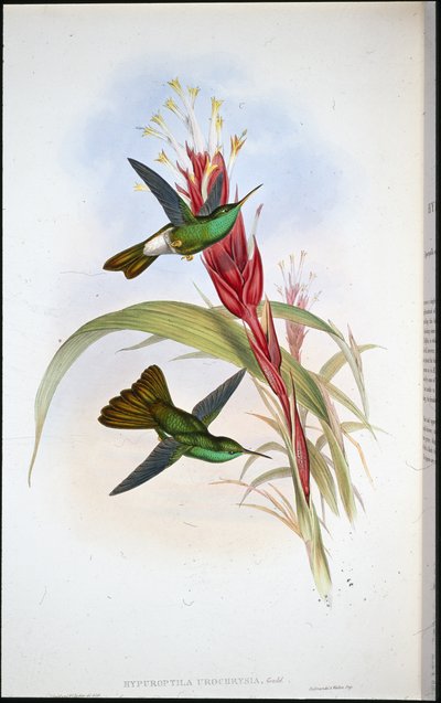 Guldstjärtad plumeleteer (Hypuroptila Urochrysia) (handfärgad litho) av John (after) Gould