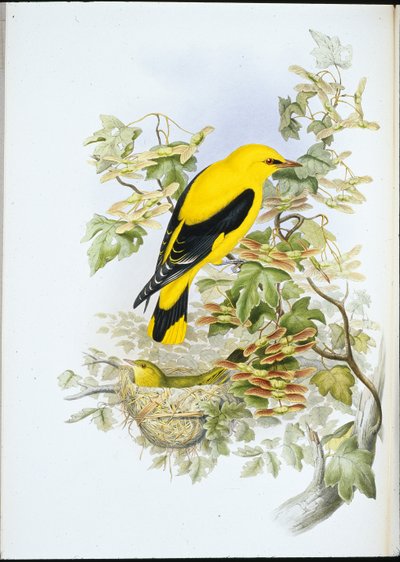Gullspov (Oriolus Galbula) (handkolorerad litografi) av John (after) Gould