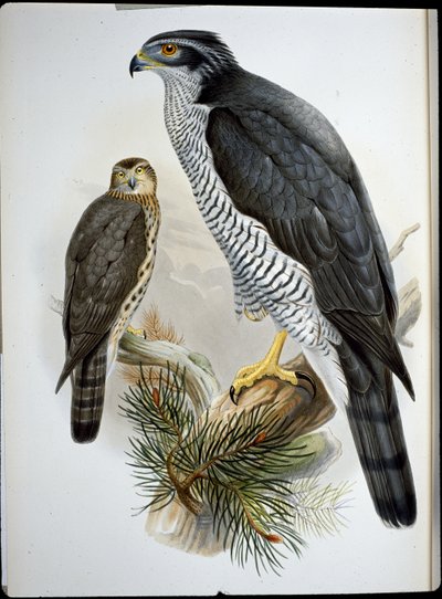 Goshawk (Astur Palumbarius) (handfärgad litho) av John (after) Gould