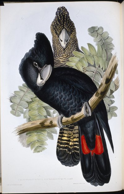 Stor näbbkakadua (Calyptorhynchus Macrorhynchus) (handfärgad litho) av John (after) Gould