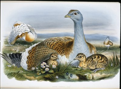 Stor bustard (Otis Tarda) (handfärgad litho) av John (after) Gould