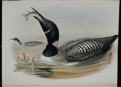 Great Northern Diver (Colymbus Glacialis) (handfärgad litho) av John (after) Gould