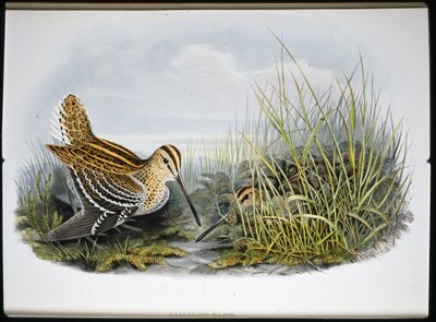 Stor snipa (Gallinaco Major) (handfärgad litho) av John (after) Gould