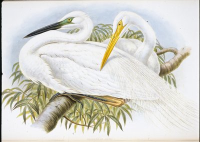 Stor vit häger (Herodias Alba) (handfärgad litho) av John (after) Gould