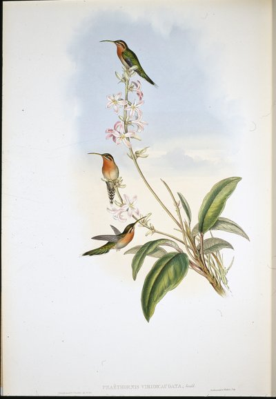 Grönstjärtad eremit (Phaethornis Viridicaudata) (handfärgad litho) av John (after) Gould