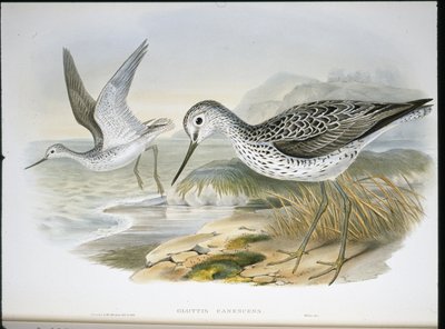 Greenshank (Glottis Canescens) (handfärgad litho) av John (after) Gould