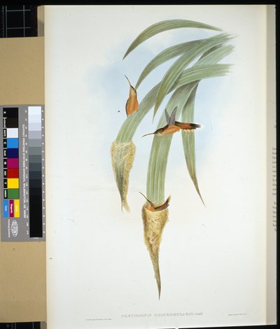Gråstrupig eremit (phaethornis griseogularis) (handfärgad litho) av John (after) Gould