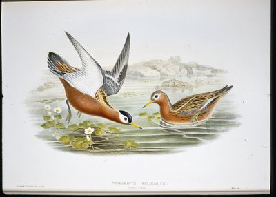Gråfalope (Phalaropus Fulicarius) (handfärgad litho) av John (after) Gould