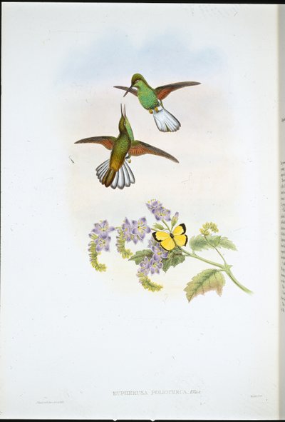 Grå randsvans (Eupherusa Poliocerca) (handfärgad litho) av John (after) Gould