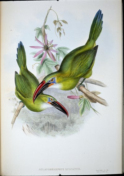 Groove-Bill Toucan (Aulacorhamphus Sulcatus) (handfärgad litho) av John (after) Gould