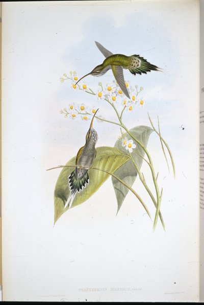 Hårig eremit (Phaethornis Hispidus) (handfärgad litho) av John (after) Gould