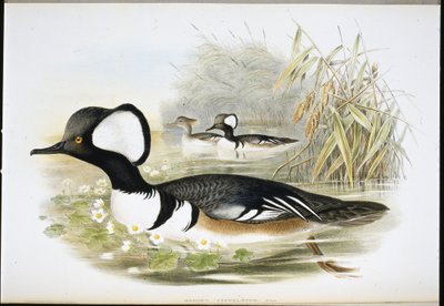 Hooded Merganser (Mergus Cucullatus) (handfärgad litho) av John (after) Gould