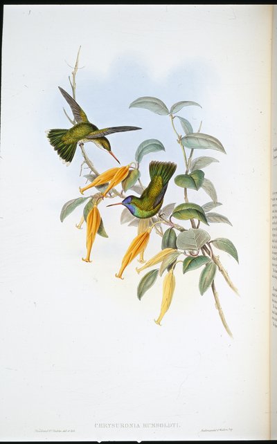 Humboldts kolibri (Chrysuronia Humboldti) (handfärgad litho) av John (after) Gould