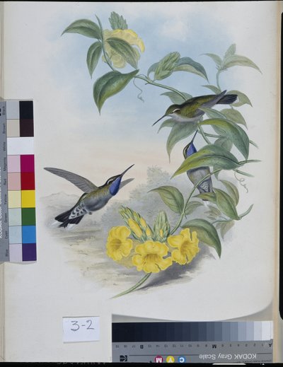 Kolibrier (Delattria Clemenciae) (handfärgad litho) av John (after) Gould