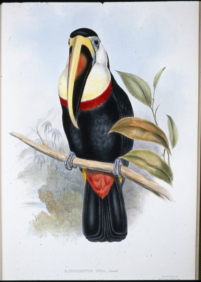 Inca Tucan (Ramphastos inica) (handfärgad litho) av John (after) Gould