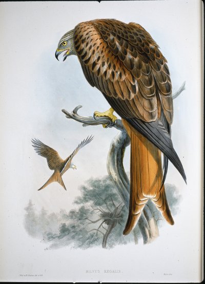 Drake av glädje (Milvus Regalis) (färgad gravyr) av John (after) Gould