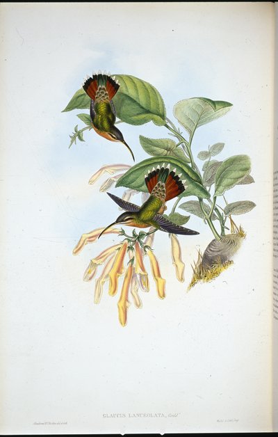 Lancelolate Eremit (Glaucis Lanceolata) (handfärgad litho) av John (after) Gould