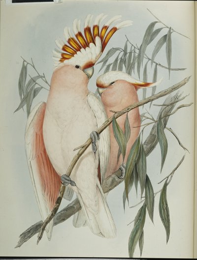 Leadbeaters kakadua (Cacatua Leadbeateri) (handfärgad litho) av John (after) Gould