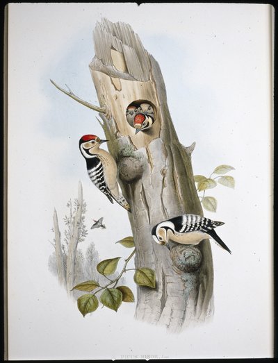 Mindre hackspett (Picus Minor) (handfärgad litho) av John (after) Gould