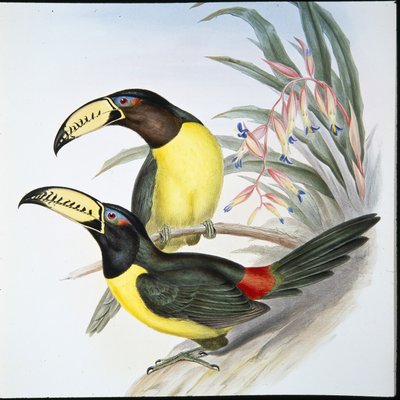 Bokstavsskyltad Aracari-tukan (Pteroglossus Inscriptus) (handkolorerad litografi) av John (after) Gould