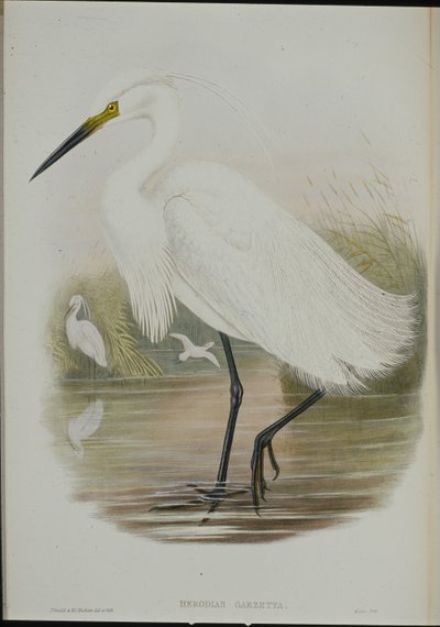 Little Egret (Egretta Garzetta) (handfärgad litho) av John (after) Gould