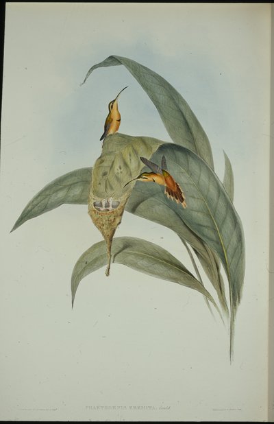 Lilla eremiten (Phaethornis eremita) (handfärgad litho) av John (after) Gould