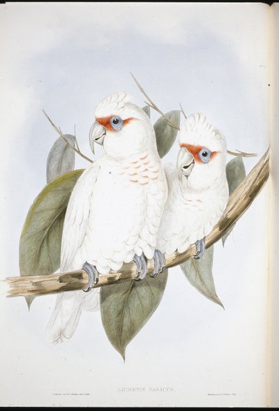 Långnäbbad kakadua (Licmetis Nasicus) (handfärgad litho) av John (after) Gould