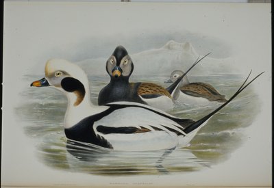 Långsvansand (Harelda Glacialis) (handfärgad litho) av John (after) Gould