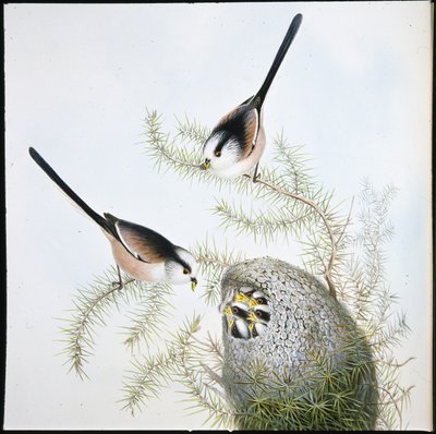 Långsvansmes (Mecistura Caudata) (handfärgad litho) av John (after) Gould