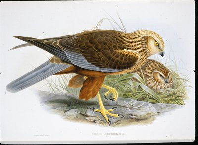 Mårdhund (Circus Aeruginosus) (färgat gravyr) av John (after) Gould