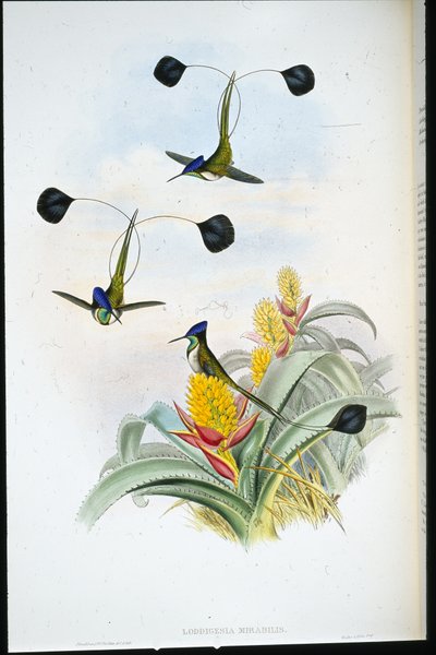 Underbar kolibri (Loddigesia Mirabilis) (handfärgad litho) av John (after) Gould