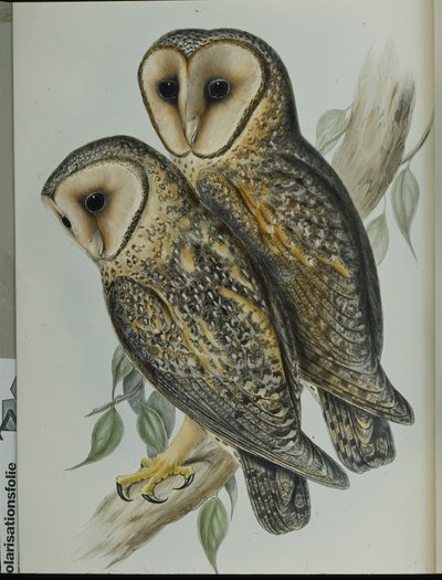 Maskerad kattuggla (Strix Personata) (handfärgad litho) av John (after) Gould