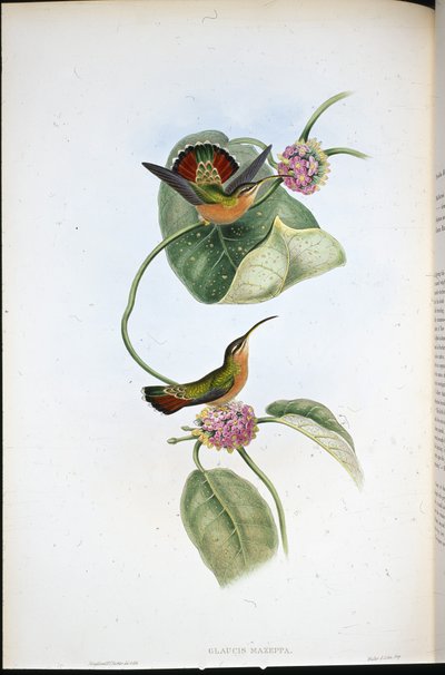 Mazeppa Eremit (Glaucis Mazeppa) (handfärgad litho) av John (after) Gould