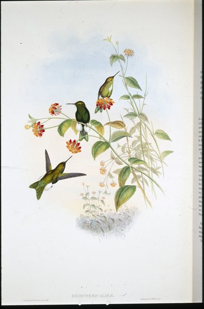 Metallisk puffben (Eriocnemis Alinae) (handfärgad litho) av John (after) Gould