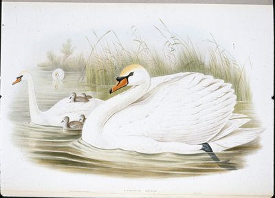 Mute Swan (Cygnus Olor) (handfärgade medlemmar) av John (after) Gould